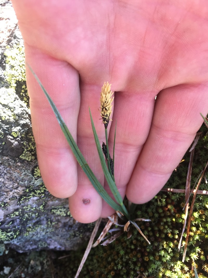 Bigelow's Sedge photo 3