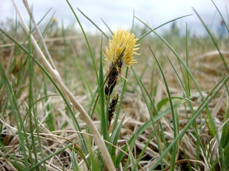 Bigelow's Sedge photo 4