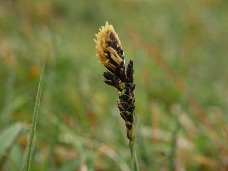 Bigelow's Sedge photo 5