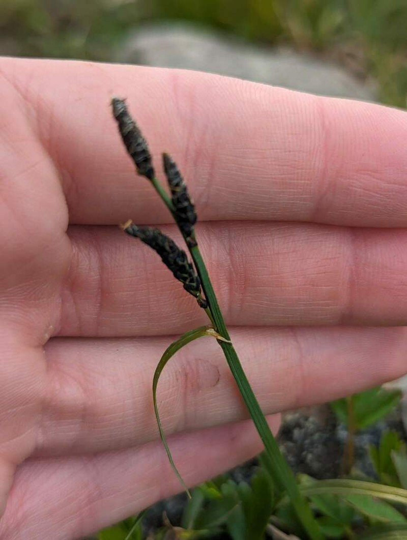 Bigelow's Sedge photo 6