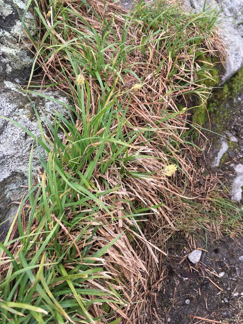 Bigelow's Sedge photo 7