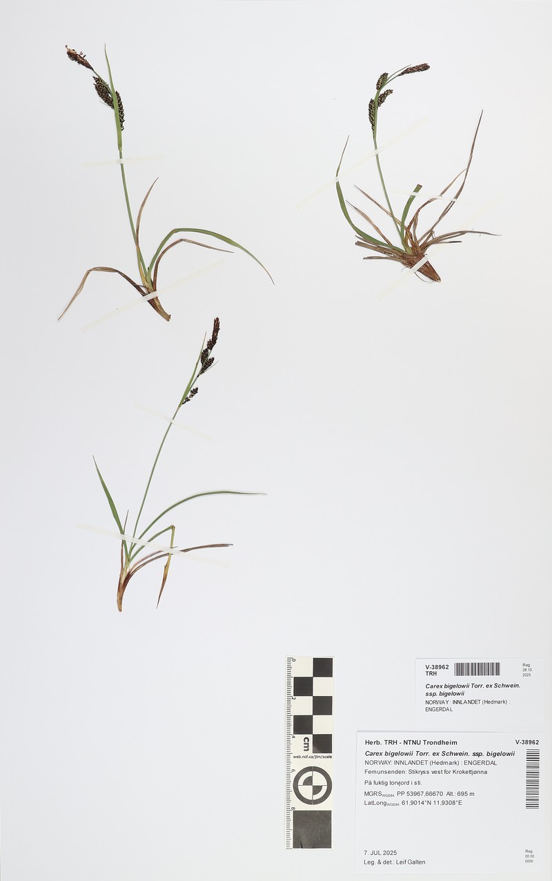 Carex bigelowii subsp. bigelowii