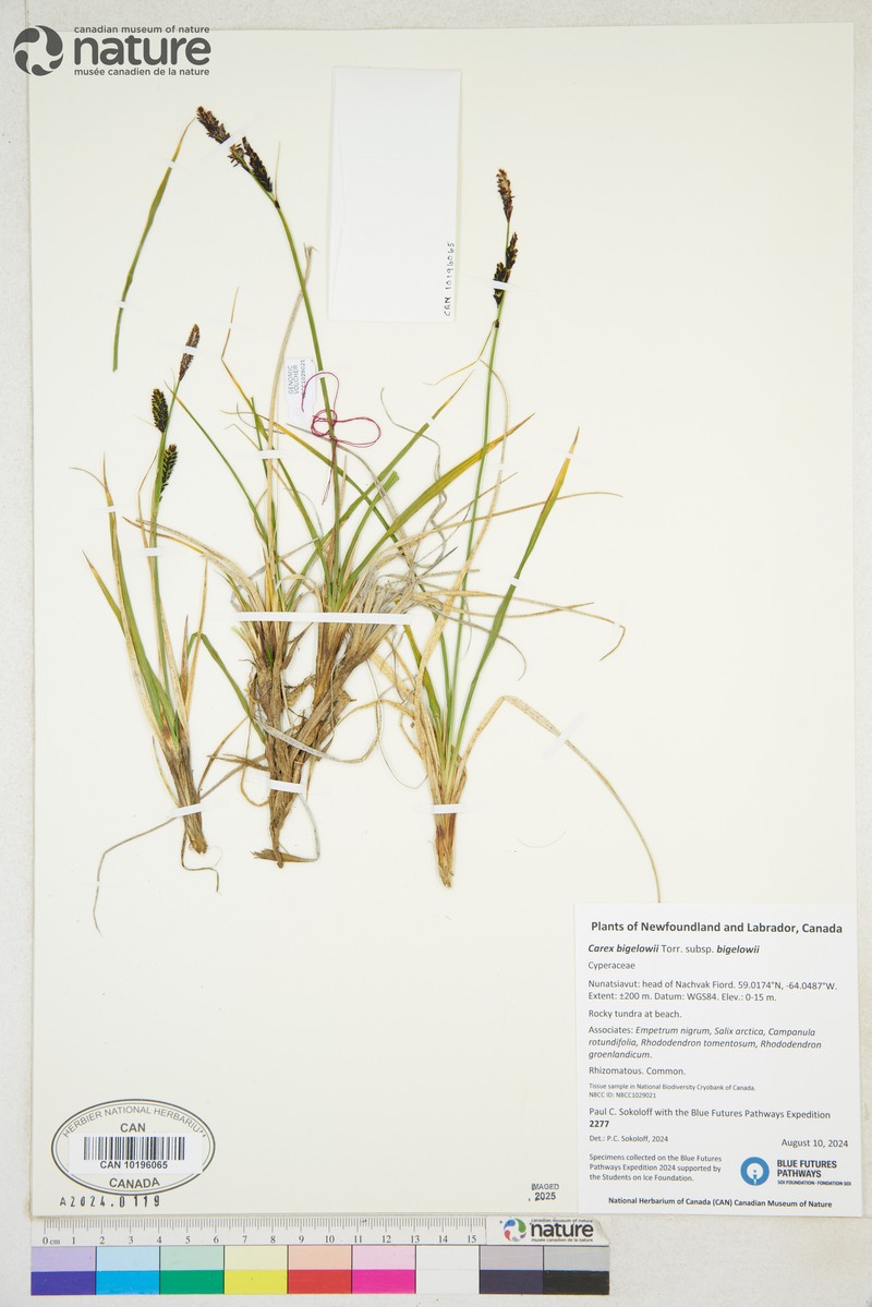 Carex bigelowii subsp. bigelowii photo 2