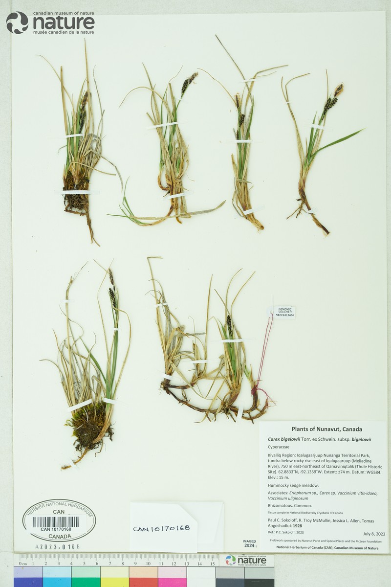 Carex bigelowii subsp. bigelowii photo 3