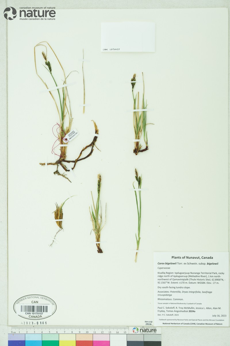 Carex bigelowii subsp. bigelowii photo 4