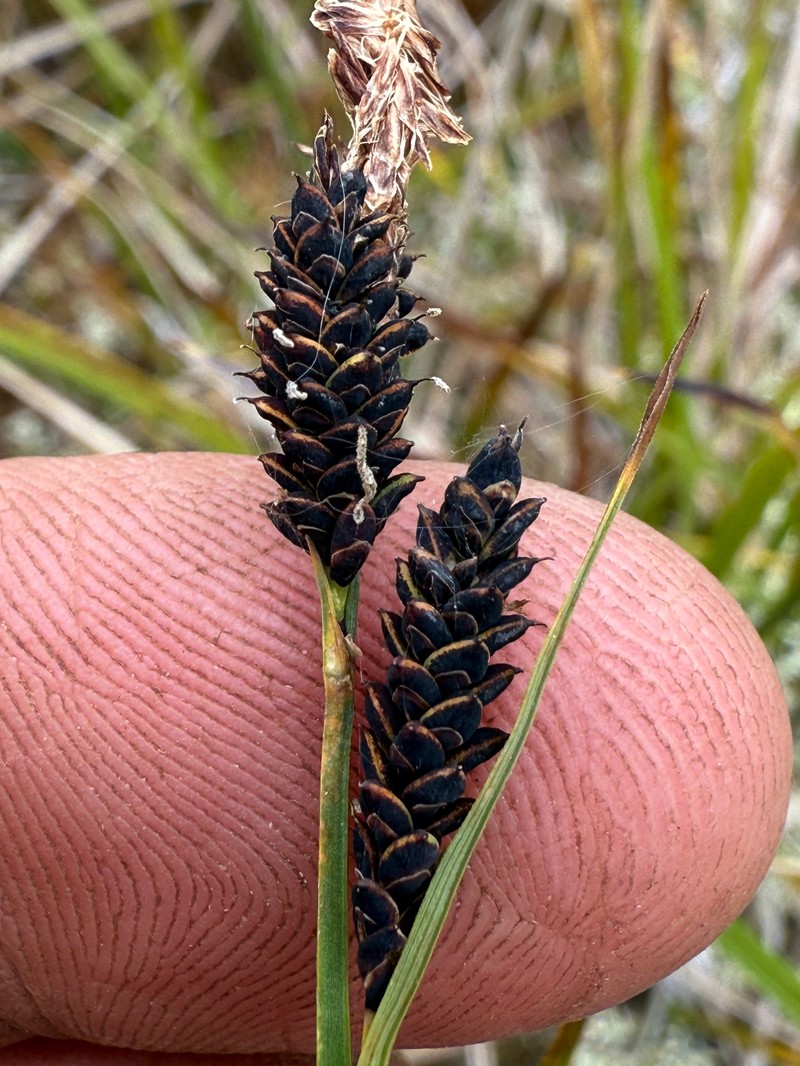 Spruce Muskeg Sedge