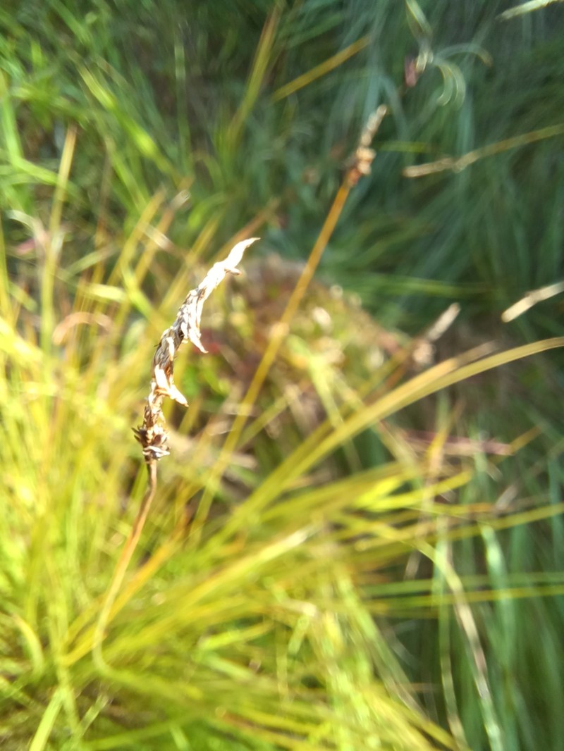 Spruce Muskeg Sedge photo 2