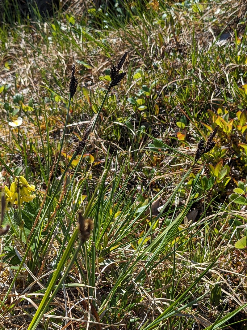 Spruce Muskeg Sedge photo 4