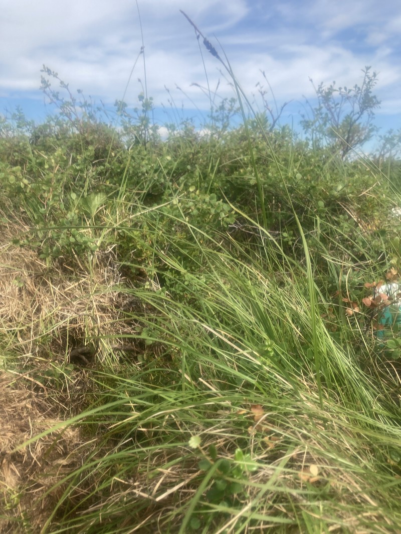 Spruce Muskeg Sedge photo 5