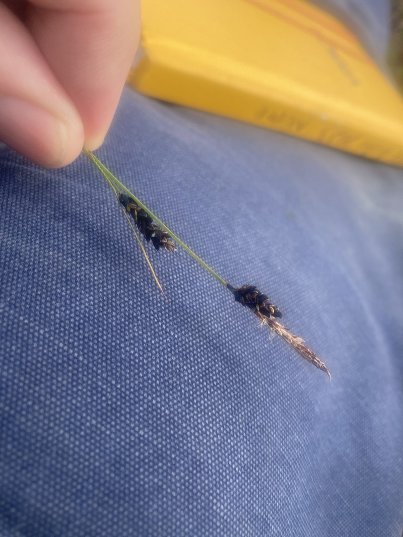 Spruce Muskeg Sedge photo 6