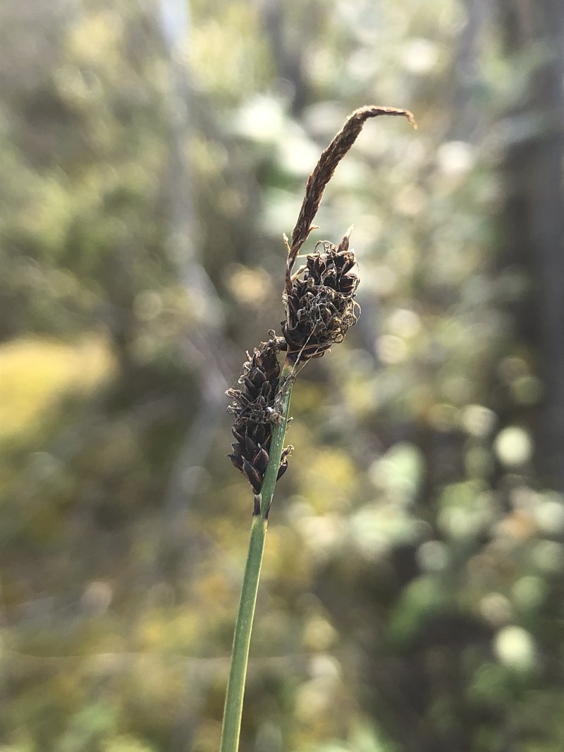 Spruce Muskeg Sedge photo 7