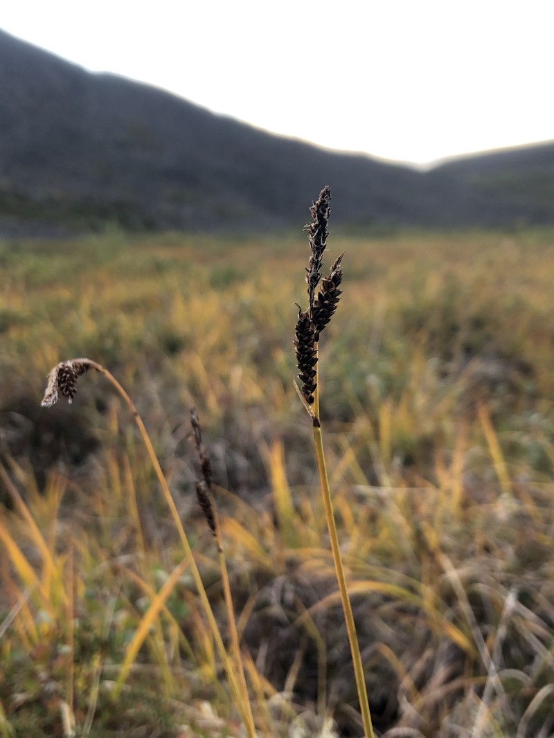 Spruce Muskeg Sedge photo 8