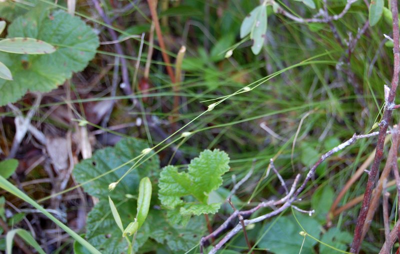 Billings' Sedge