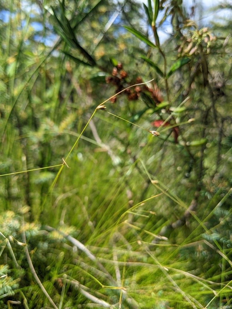 Billings' Sedge photo 2