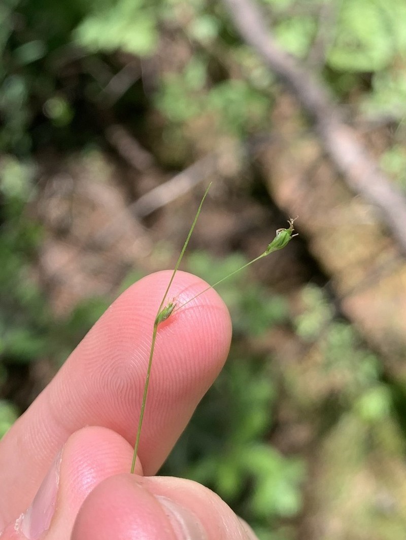 Billings' Sedge photo 3