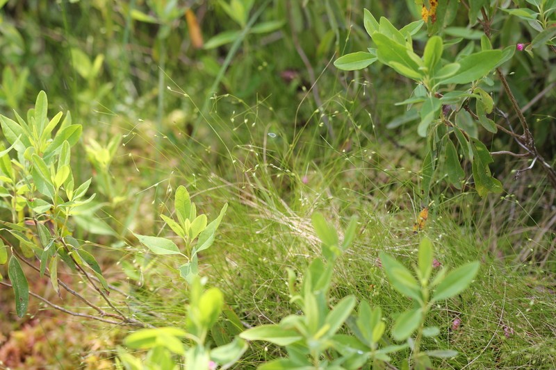 Billings' Sedge photo 4
