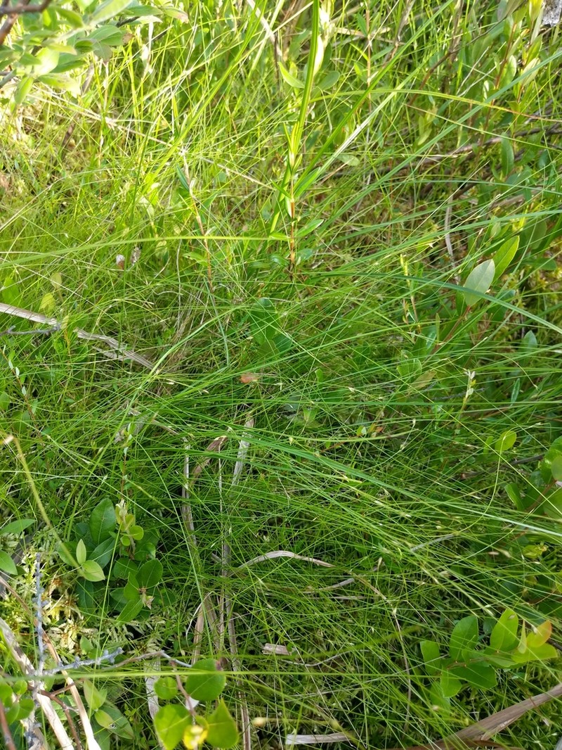 Billings' Sedge photo 5