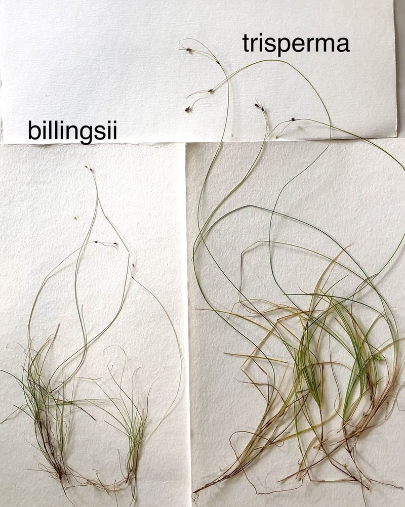 Billings' Sedge photo 7
