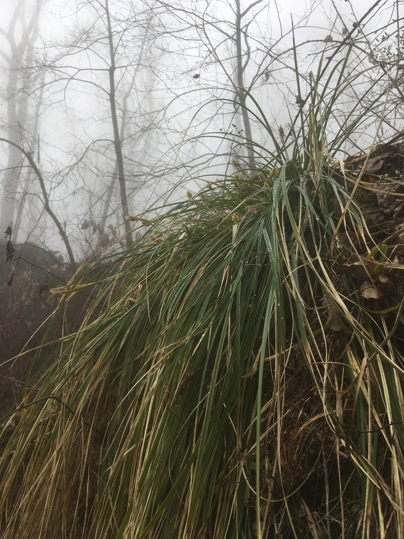 Stiff Sedge photo 6
