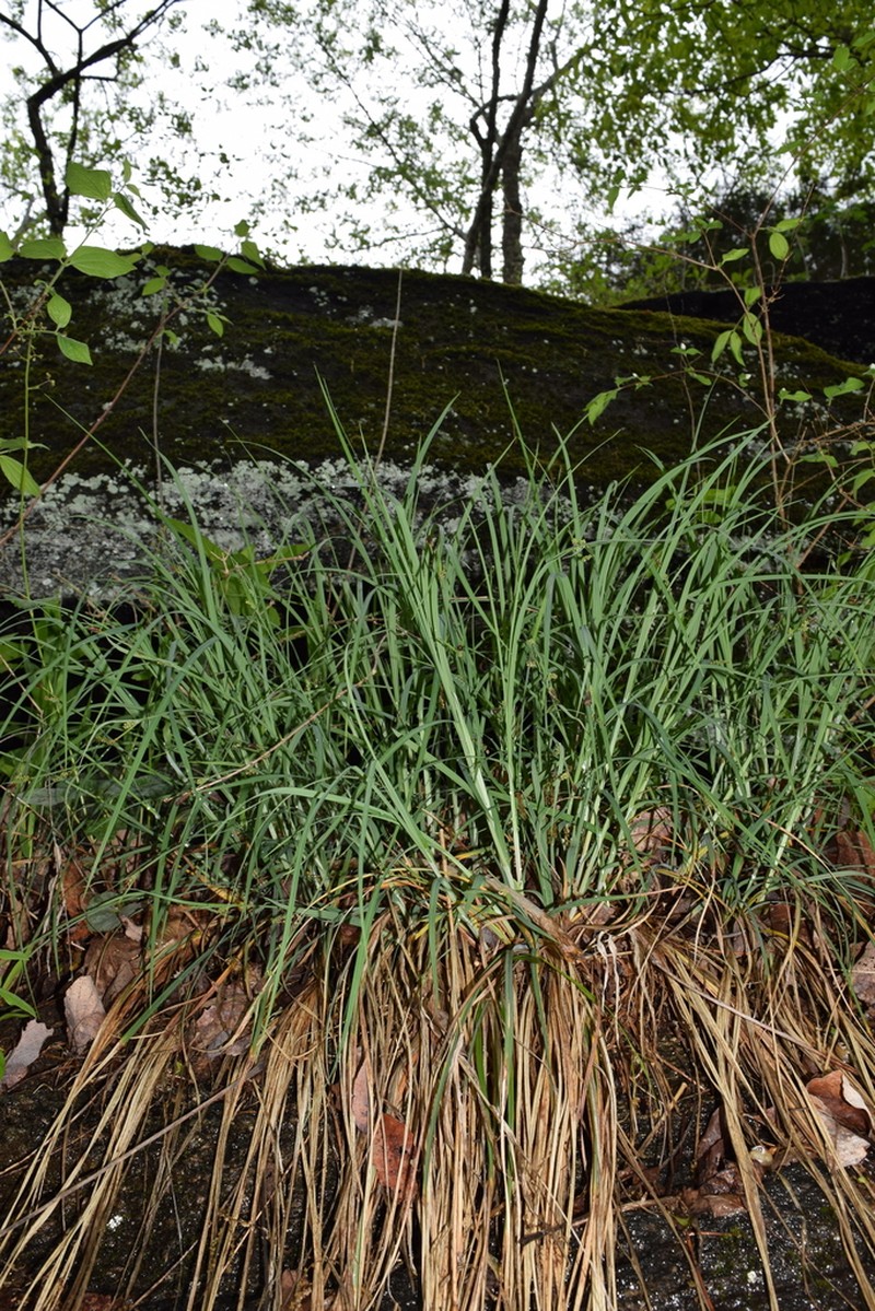 Stiff Sedge photo 7