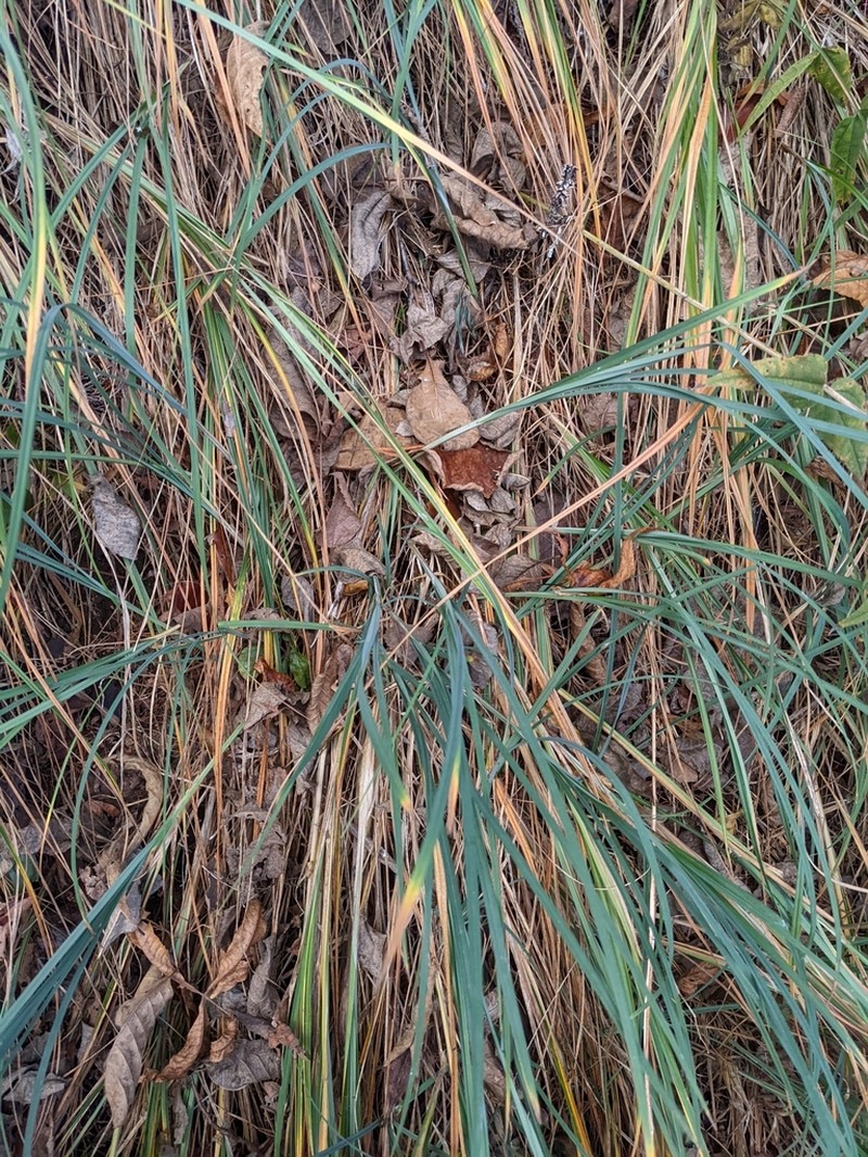 Stiff Sedge photo 8