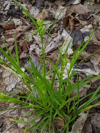 Eastern Woodland Sedge