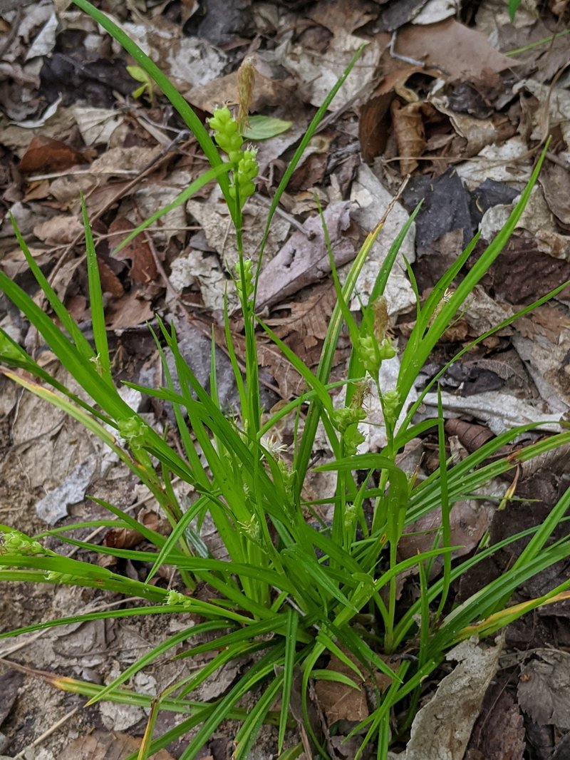 Eastern Woodland Sedge
