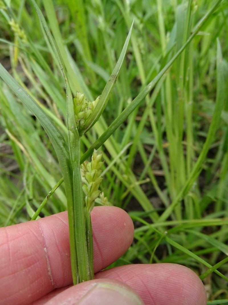 Eastern Woodland Sedge photo 2