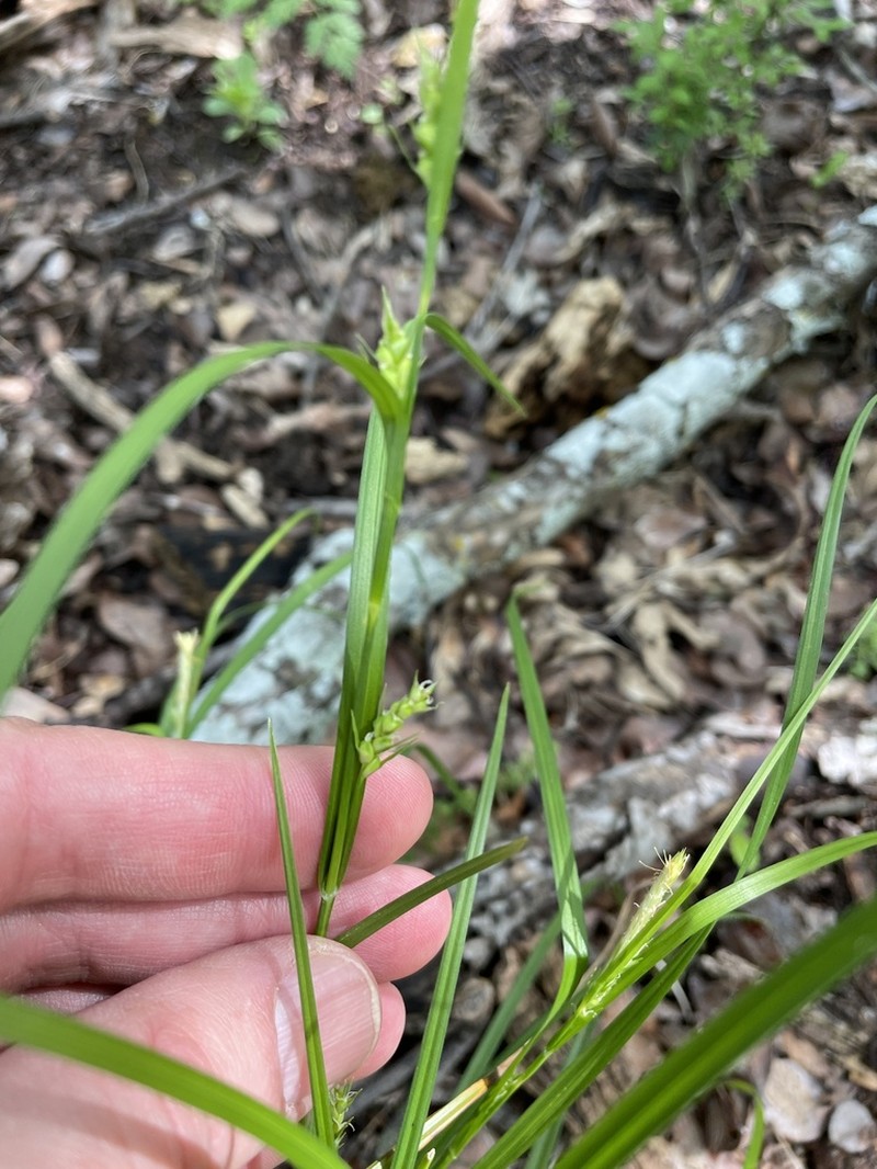 Eastern Woodland Sedge photo 3