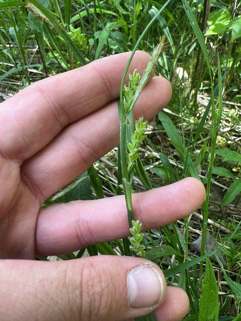 Eastern Woodland Sedge photo 4