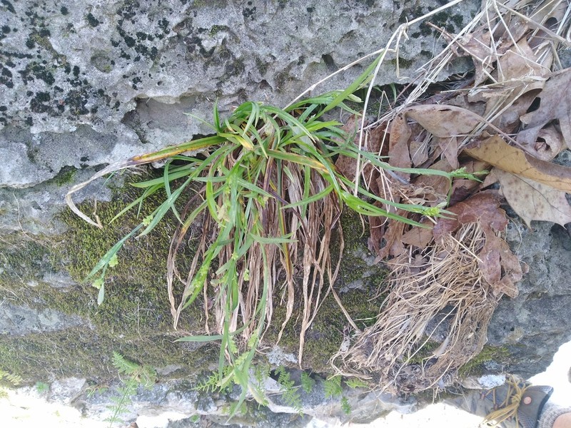 Eastern Woodland Sedge photo 5