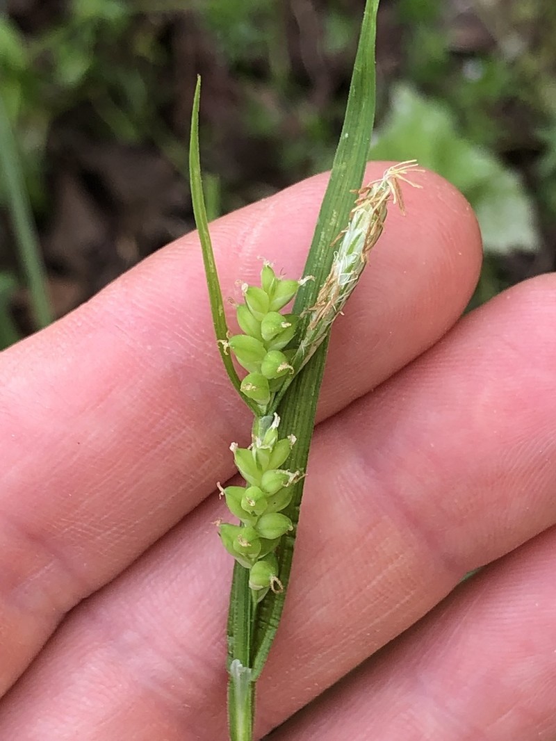 Eastern Woodland Sedge photo 6