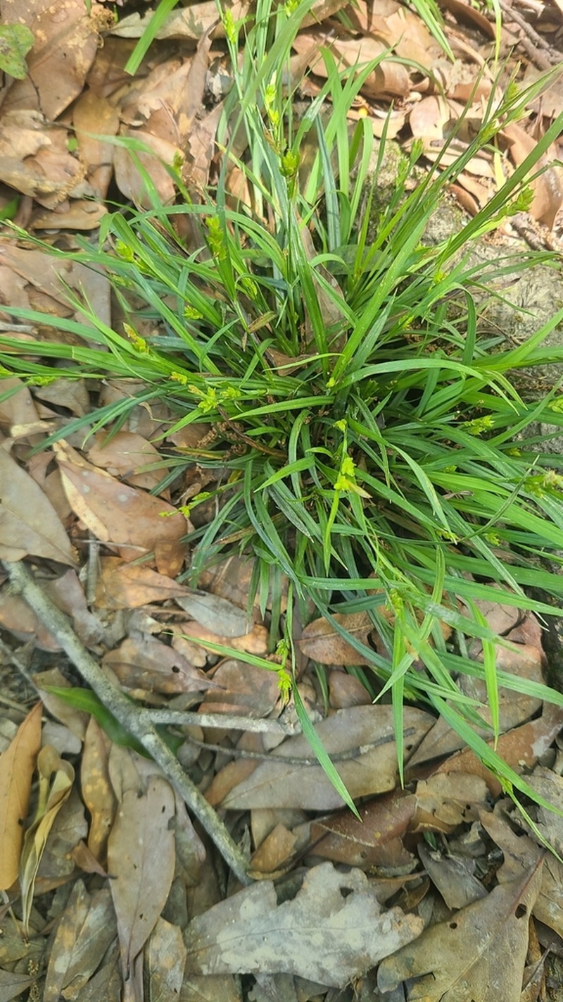 Eastern Woodland Sedge photo 7
