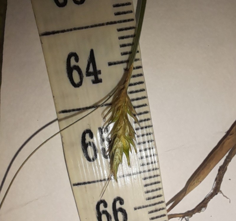Bolander's Sedge