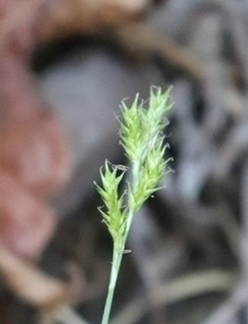 Bolander's Sedge photo 2