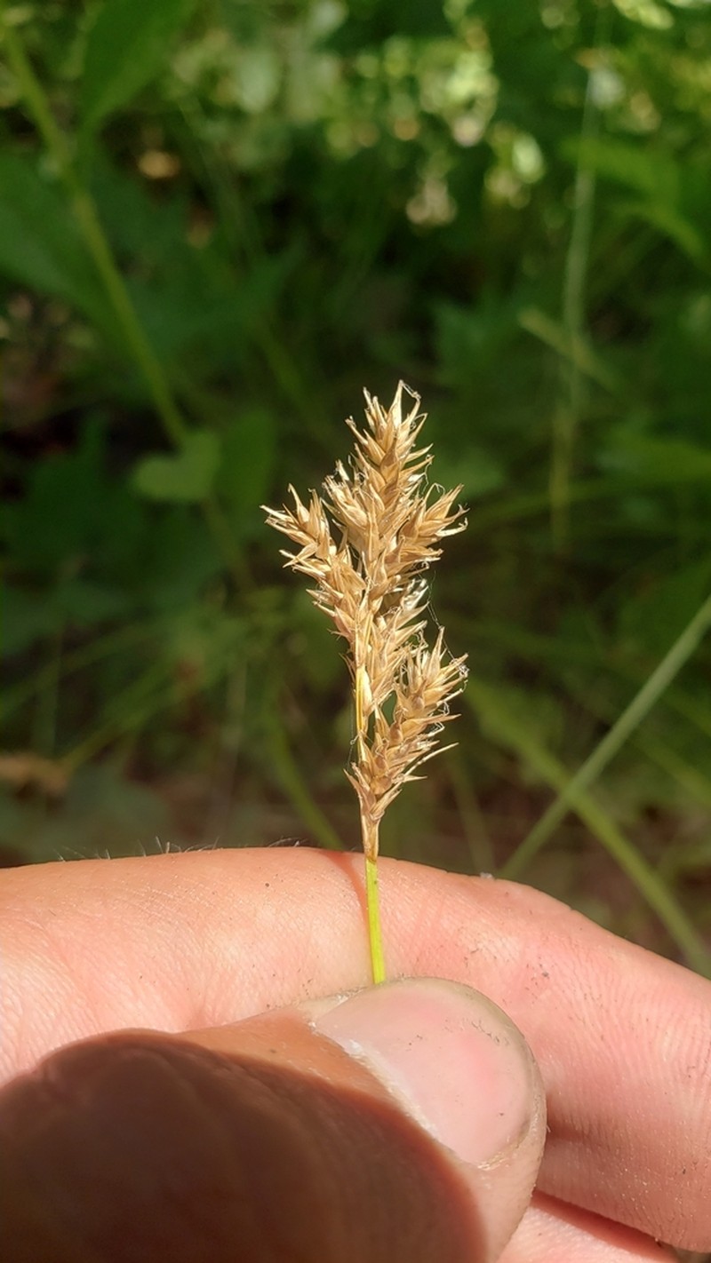 Bolander's Sedge photo 3