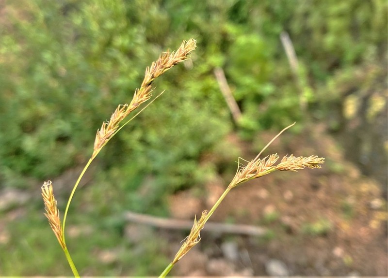 Bolander's Sedge photo 4