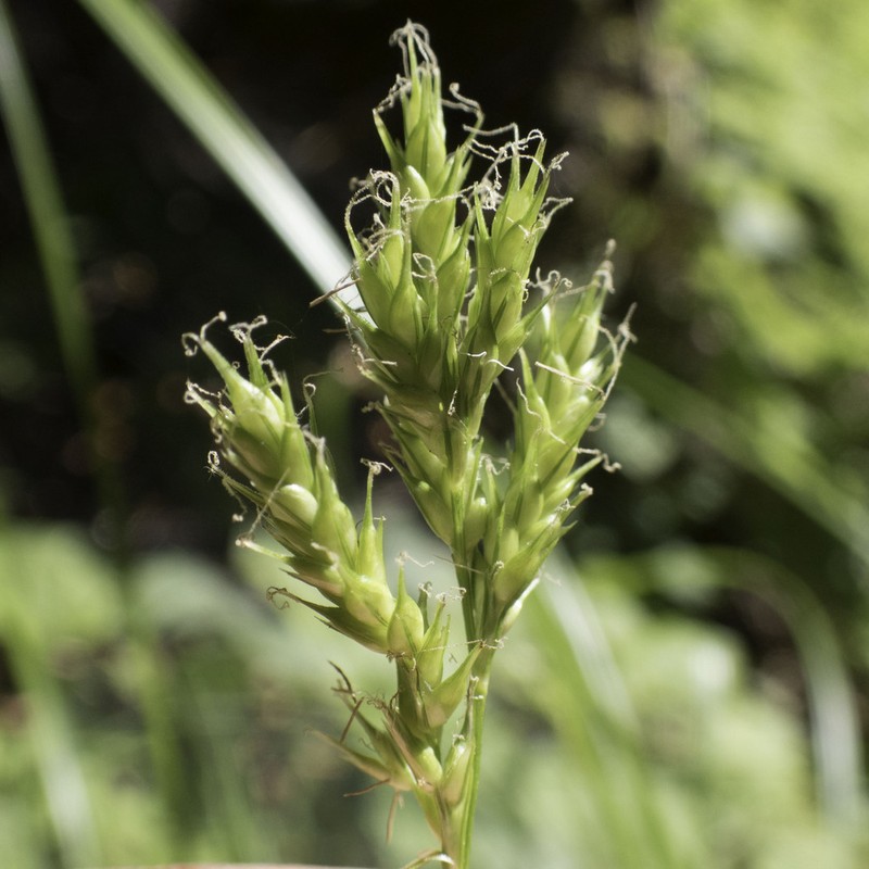 Bolander's Sedge photo 5