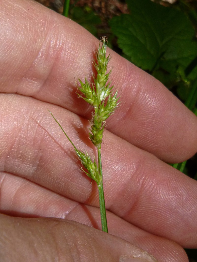 Bolander's Sedge photo 6