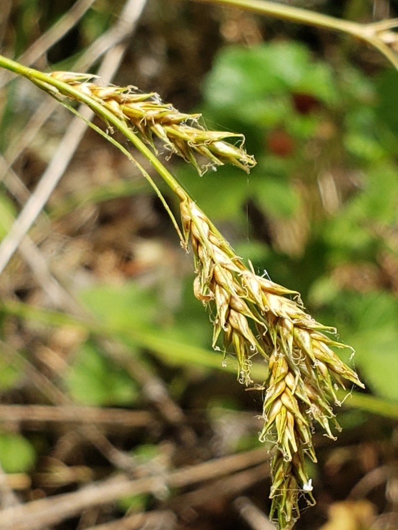 Bolander's Sedge photo 7