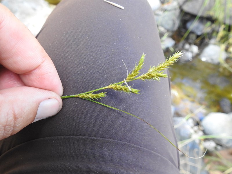 Bolander's Sedge photo 8