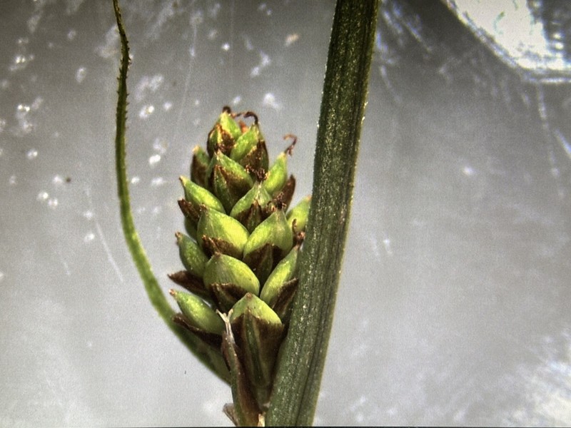 Yukon Sedge