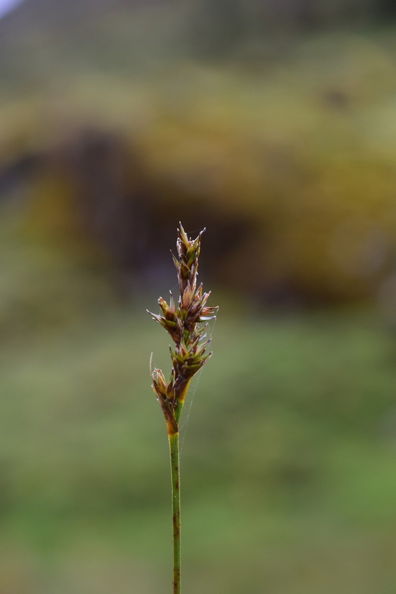 Care bonplandii photo 2