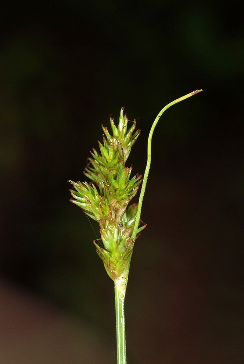 Care bonplandii photo 3