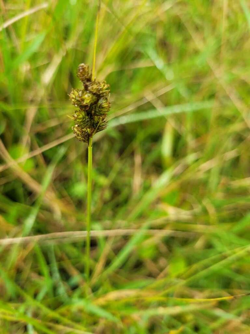 Care bonplandii photo 4