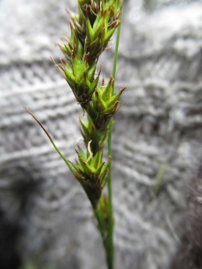 Care bonplandii photo 5
