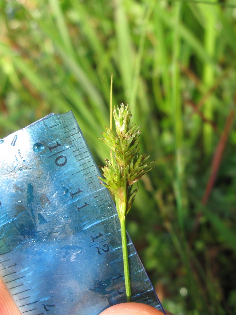 Care bonplandii photo 6
