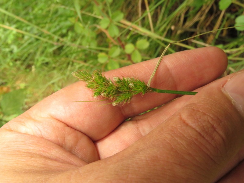Care bonplandii photo 7