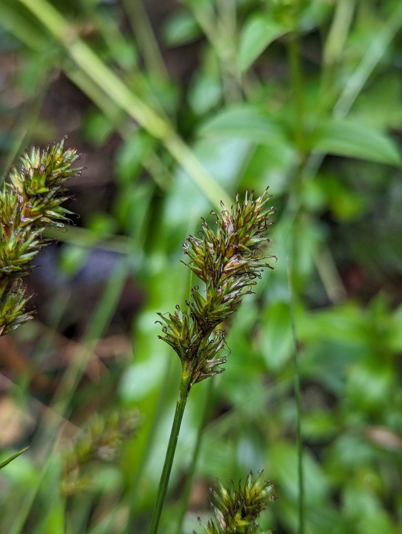 Care bonplandii photo 8
