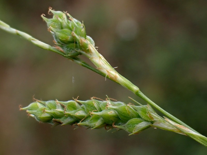 Carex borealifujianica
